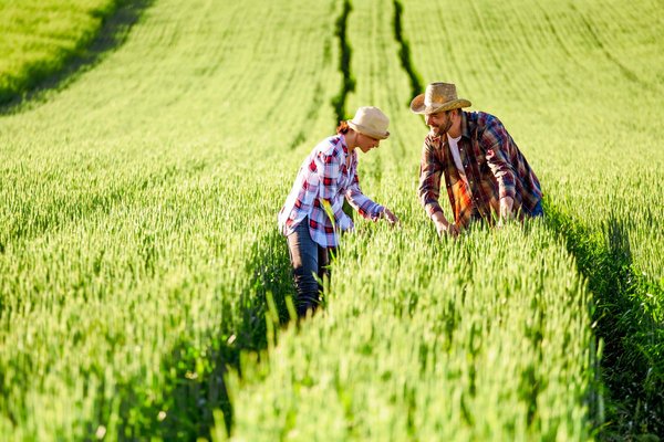 Les actualités liées à l'industrie agricole et agroalimentaire
